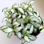 Fittonia White Tiger - obrazek 4