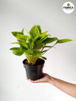 Homalomena 'Lemon Lime' - obrazek 3