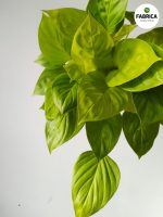 Homalomena 'Lemon Lime'