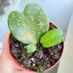 Hoya / Hoja kerrii Splash
