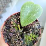 Hoya / Hoja kerrii Splash - obrazek 5