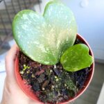 Hoya / Hoja kerrii Splash - obrazek 4