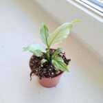 Spathiphyllum BLUE ICE / Skrzydłokwiat - obrazek 3