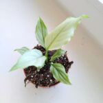 Spathiphyllum BLUE ICE / Skrzydłokwiat - obrazek 2