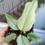 Spathiphyllum BLUE ICE / Skrzydłokwiat - obrazek 7