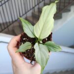 Spathiphyllum BLUE ICE / Skrzydłokwiat - obrazek 8
