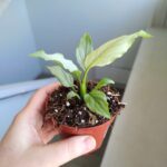 Spathiphyllum BLUE ICE / Skrzydłokwiat - obrazek 9