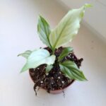 Spathiphyllum BLUE ICE / Skrzydłokwiat - obrazek 10