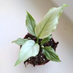 Spathiphyllum BLUE ICE / Skrzydłokwiat