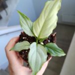 Spathiphyllum BLUE ICE / Skrzydłokwiat - obrazek 6