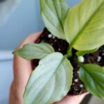 Spathiphyllum BLUE ICE / Skrzydłokwiat - obrazek 5