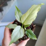Spathiphyllum BLUE ICE / Skrzydłokwiat - obrazek 4