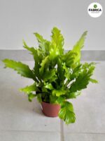 Asplenium Campio - paproć tropikalna woskowa