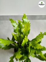 Asplenium Campio - paproć tropikalna woskowa - obrazek 3