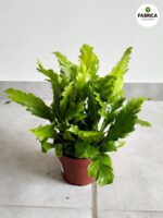 Asplenium Campio - paproć tropikalna woskowa - obrazek 2