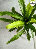 Asplenium Osaka - paproć tropikalna woskowa