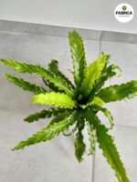 Asplenium Osaka - paproć tropikalna woskowa - obrazek 5