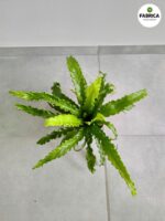 Asplenium Osaka - paproć tropikalna woskowa - obrazek 4