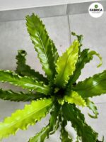 Asplenium Osaka - paproć tropikalna woskowa - obrazek 3