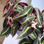 Begonia listada S - liście jak pioruny