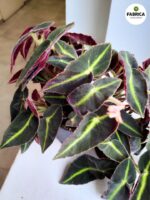 Begonia listada S - liście jak pioruny