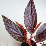 Begonia maculata PINK SPOT