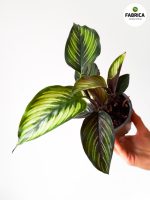 Calathea Beauty Star S / Kalatea - obrazek 8