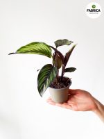 Calathea Beauty Star S / Kalatea - obrazek 7