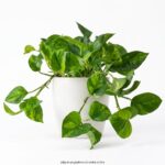 Epipremnum 'Global Green'