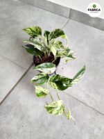 Epipremnum Marble King - obrazek 4