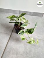 Epipremnum Marble King - obrazek 8