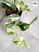 Epipremnum Marble King - obrazek 7