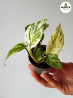 Epipremnum pinnatum 'Marble Queen' S