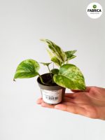 Epipremnum pinnatum 'Marble Queen' S - obrazek 5