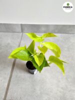 Epipremnum pinnatum Neon S - obrazek 2