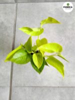 Epipremnum pinnatum Neon S - obrazek 4