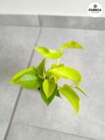 Epipremnum pinnatum Neon S - obrazek 3