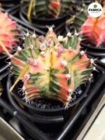 Gymnocalycium mihanovichii Variegata kaktus M + doniczka metalowa