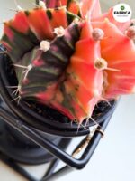 Gymnocalycium mihanovichii Variegata kaktus M + doniczka metalowa - obrazek 6