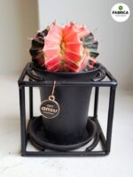 Gymnocalycium mihanovichii Variegata kaktus M + doniczka metalowa - obrazek 3