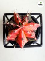 Gymnocalycium mihanovichii Variegata kaktus M + doniczka metalowa - obrazek 7