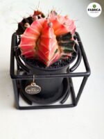 Gymnocalycium mihanovichii Variegata kaktus M + doniczka metalowa - obrazek 4