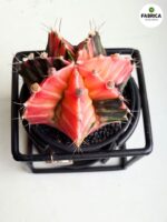 Gymnocalycium mihanovichii Variegata kaktus M + doniczka metalowa - obrazek 5