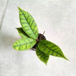 Hoja / Hoya callistophylla S
