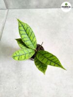 Hoja / Hoya callistophylla S