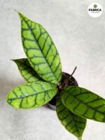 Hoja / Hoya callistophylla S - obrazek 5