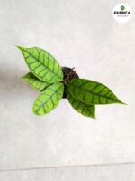 Hoja / Hoya callistophylla S - obrazek 4
