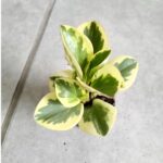 Peperomia Obtusifolia Variegata Bicolor