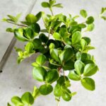 Peperomia Rotundifolia S