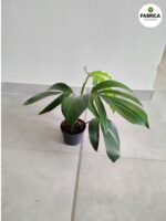 Philodendron / Filodendron DRAGON TAIL - Ogon Smoka - obrazek 2